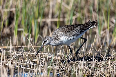 Dunlin foraging in marsh grass