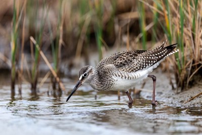 Dunlin foraging in shallow water
