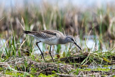 Whimbrel foraging in marsh grass