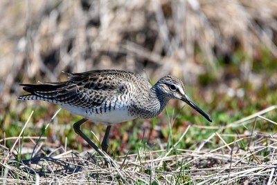 Dunlin bird foraging in grass