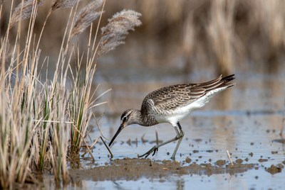 Dunlin foraging in marsh reeds