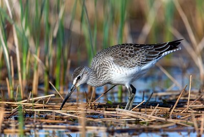 Dunlin foraging in marsh reeds