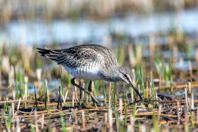 Dunlin foraging in marsh grass