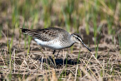 Marsh Sandpiper foraging in grass
