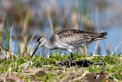 Whimbrel foraging in marsh grass