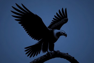 Bald eagle silhouette on branch