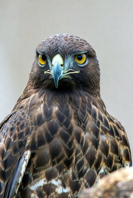 Close-up of brown hawk with yellow eyes