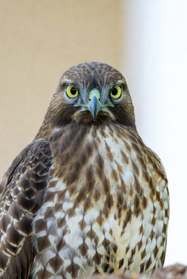 Red-tailed Hawk Close-up Portrait