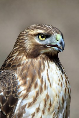 Red-tailed Hawk Close-up Portrait