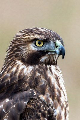 Close-up red-tailed hawk portrait