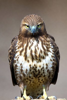 Red-tailed Hawk Perched on Branch