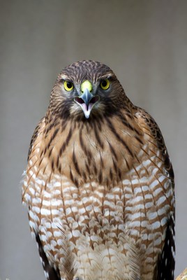 Cooper's Hawk Calling Closeup