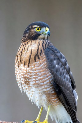 Cooper's Hawk Perched on Branch