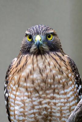 Close-up of red-shouldered hawk