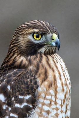 Red-shouldered Hawk Close-up Portrait