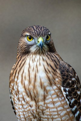 Red-Shouldered Hawk close-up