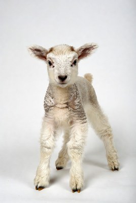 Fluffy white baby lamb standing