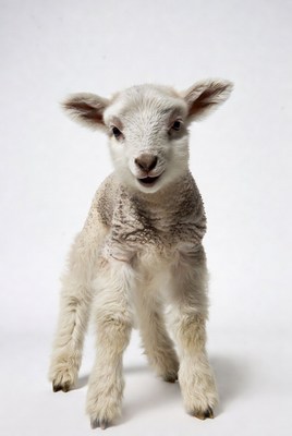 Cute baby lamb standing