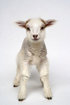 Cute baby lamb standing