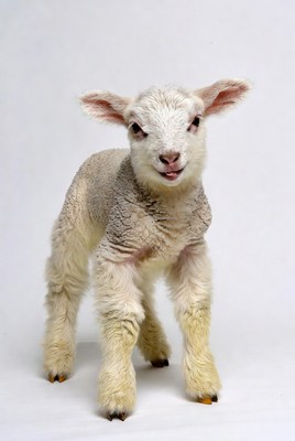 Cute baby lamb standing