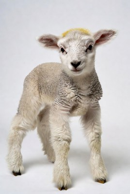 Cute baby lamb with yellow halo