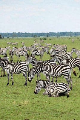 Herd of zebras grazing in grassland