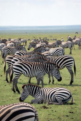 Herd of Zebras Grazing in Grassland