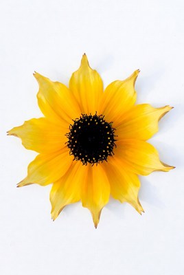 Sunflower on white background