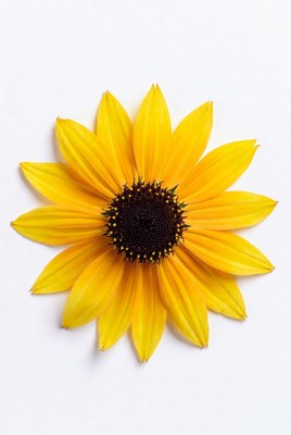 Sunflower on white background
