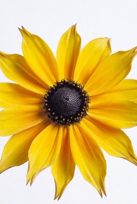 Yellow sunflower isolated on white