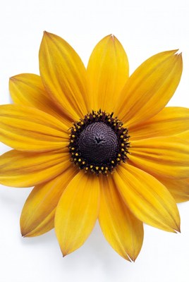 Black-eyed Susan flower