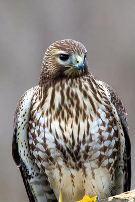 Red-tailed Hawk Perched on Wood