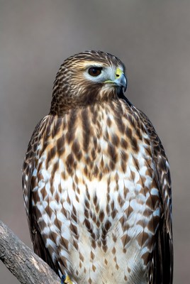 Red-tailed Hawk Perched on Branch