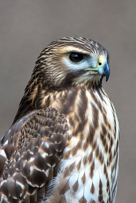 Closeup of Red-tailed Hawk