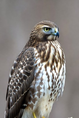 Red-tailed Hawk Perched Close-up