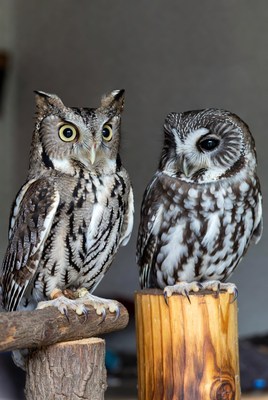 Two Owls Perched on Wooden Stumps