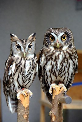 Two Owls Perched on Branches