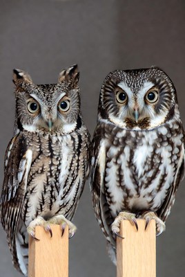 Two Owls Perched on Wooden Posts