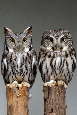 Two Small Owls on Wooden Perches