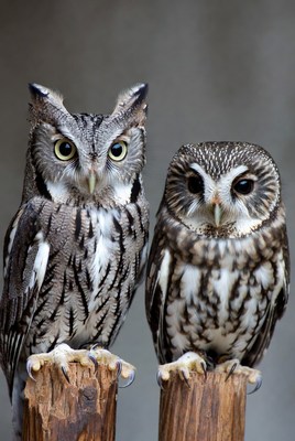 Two Owls Perched on Wooden Posts