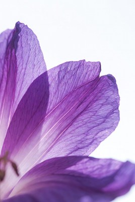 Purple flower petals close-up