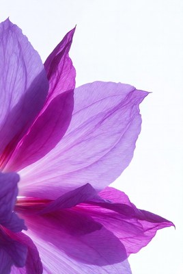 Purple Hibiscus Flower Closeup