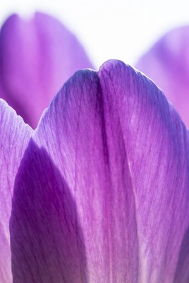 Purple Crocus Flower Closeup