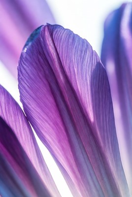 Purple Iris Petals Closeup