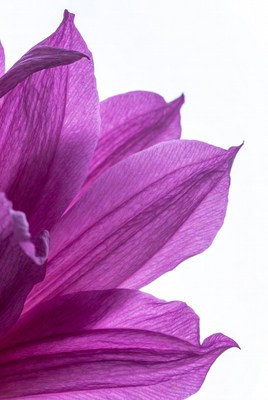 Purple flower petals isolated background