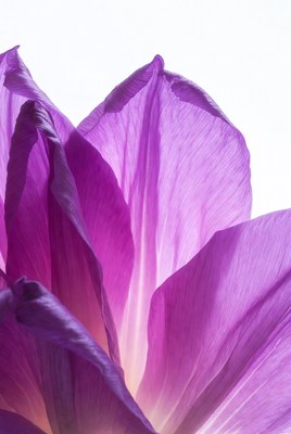 Purple Orchid Flower Closeup