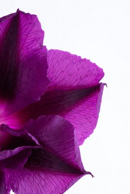 Purple Hibiscus Flower Closeup