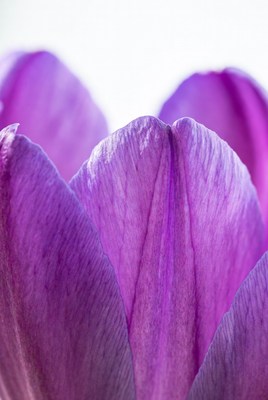 Purple Tulip Close-Up