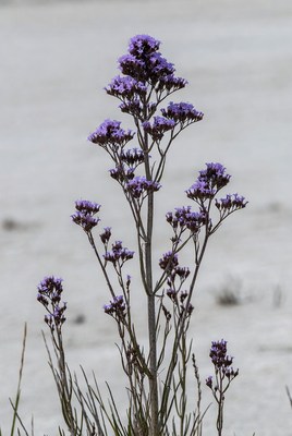 Purple Cluster Flowers on Sandy Ground