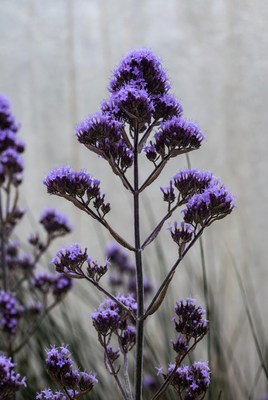 Purple Agastache Flower Cluster